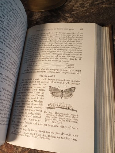 Rare Insect Pests Of Farm, Garden, And Orchard By Sanderson And Peairs 1921