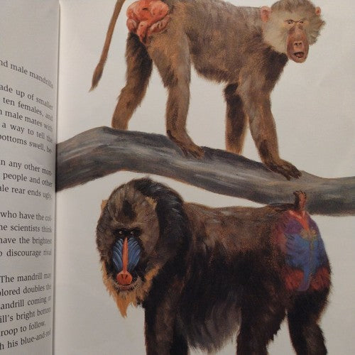 Bottoms Up! : A Book about Rear Ends by Marilyn Singer (1998, HC)