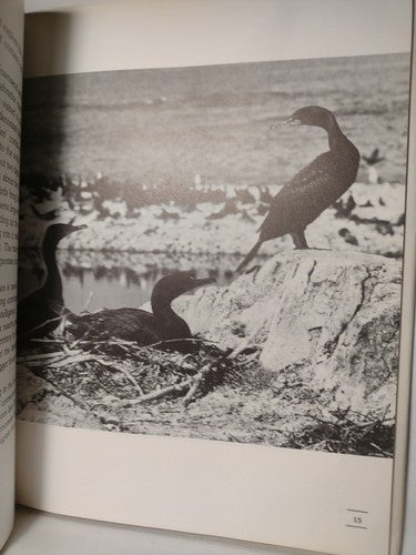 The Submarine Bird By Jack Denton Scott -1979 -HCwDJ -