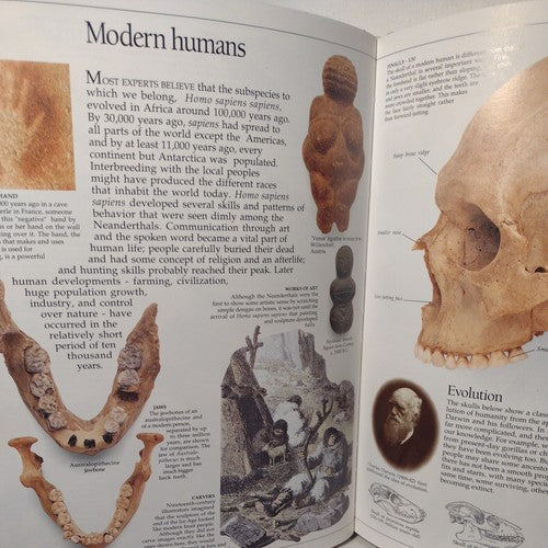 Eyewitness Books: Early Humans by Nick Merriman, 1989 1st American Ed. Hardcover