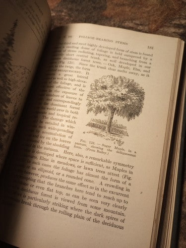 A Textbook Of Botany For Colleges by W.F. Ganong -1916 Hardcover -Exlibris