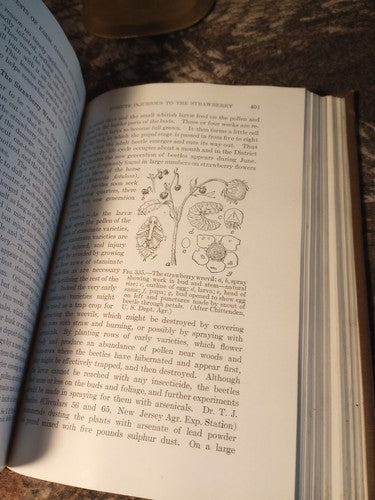 Rare Insect Pests Of Farm, Garden, And Orchard By Sanderson And Peairs 1921