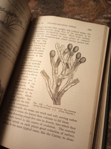 A Textbook Of Botany For Colleges by W.F. Ganong -1916 Hardcover -Exlibris