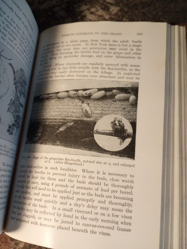 Rare Insect Pests Of Farm, Garden, And Orchard By Sanderson And Peairs 1921