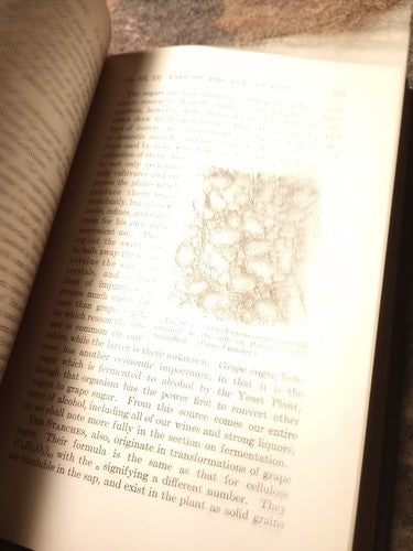 A Textbook Of Botany For Colleges by W.F. Ganong -1916 Hardcover -Exlibris
