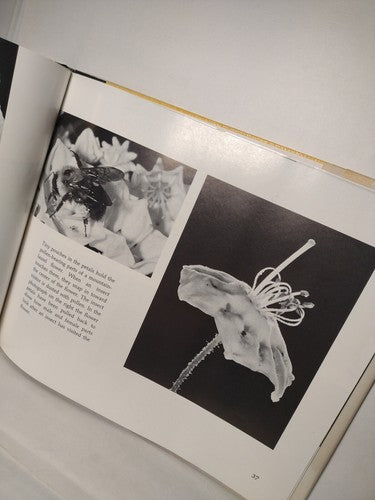 From Flower To Flower: Animals And Pollination By Patricia Lauber -1st Ed -1986