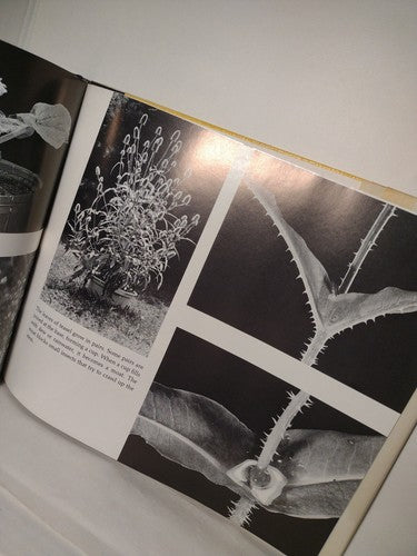From Flower To Flower: Animals And Pollination By Patricia Lauber -1st Ed -1986