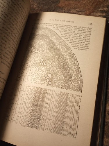 A Textbook Of Botany For Colleges by W.F. Ganong -1916 Hardcover -Exlibris