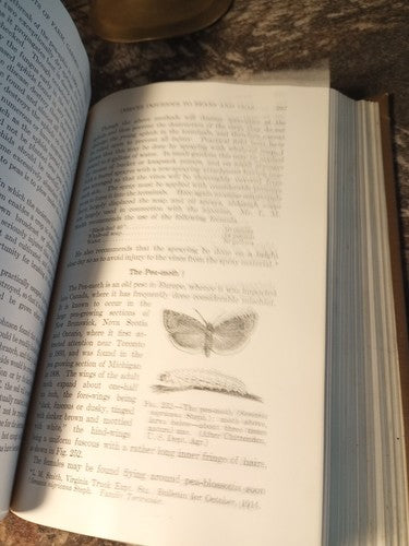 Rare Insect Pests Of Farm, Garden, And Orchard By Sanderson And Peairs 1921