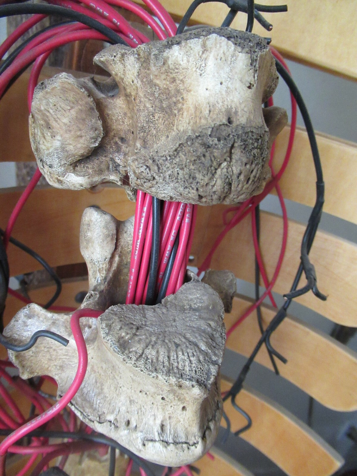 Sculpture The Darkened Catharsis Sculpture by C.R. Erskine hybrid wood bone 2018